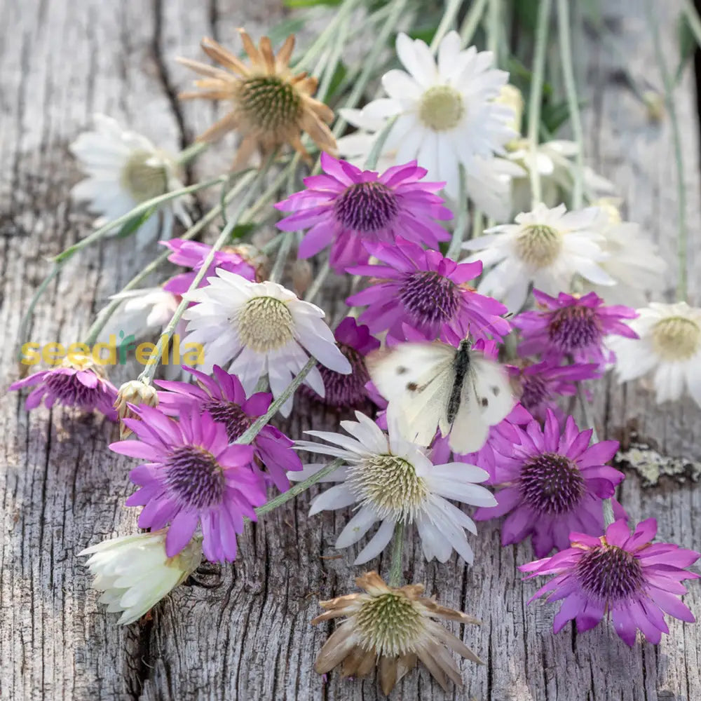 Xeranthemum Annum seeds for planting