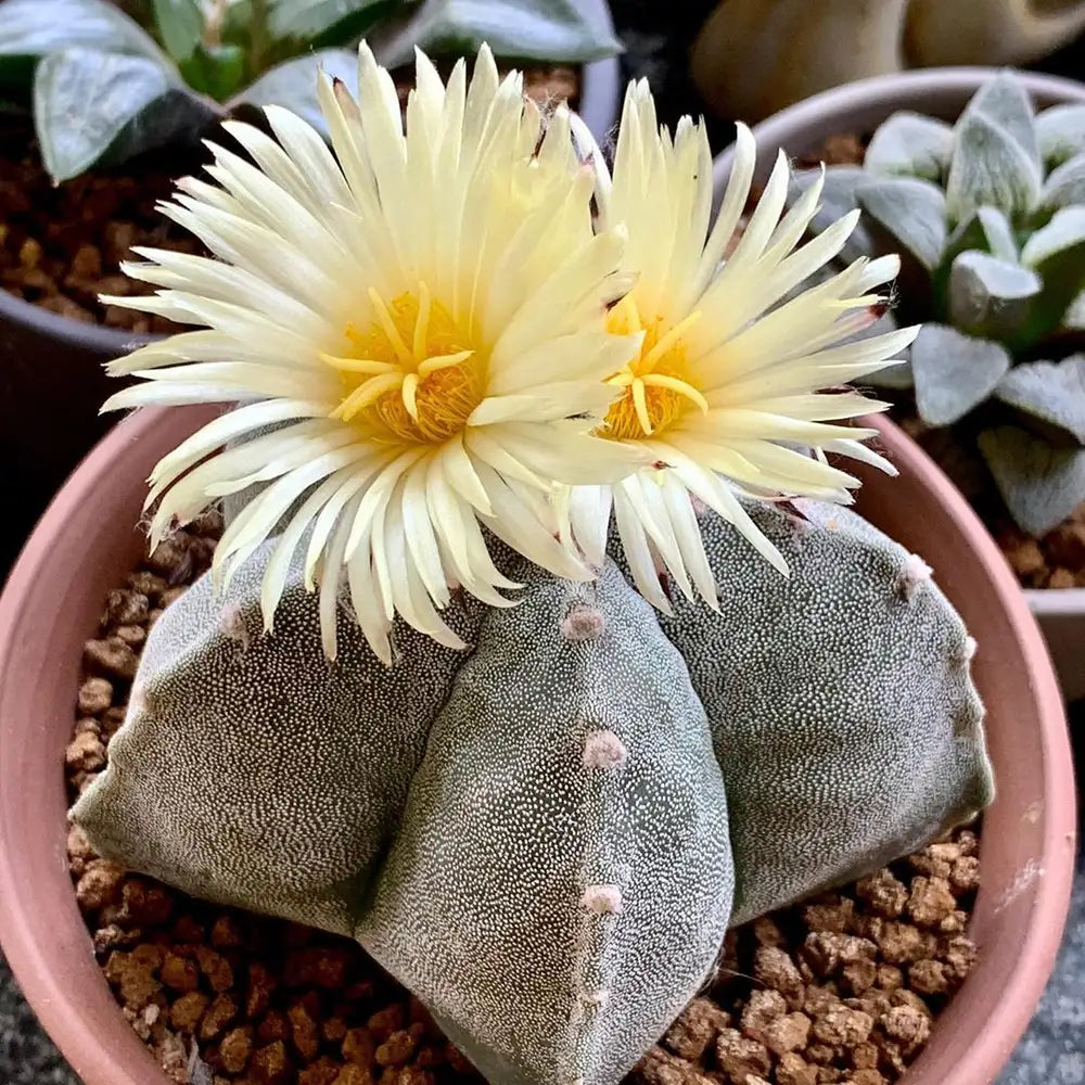 Planting Astrophytum Seeds For Cacti Lovers Herb