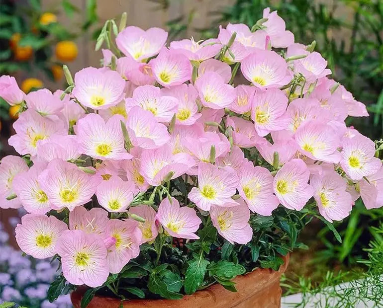 Light Pink Evening-Scented Flower Seeds For Planting Vibrant Home Gardens