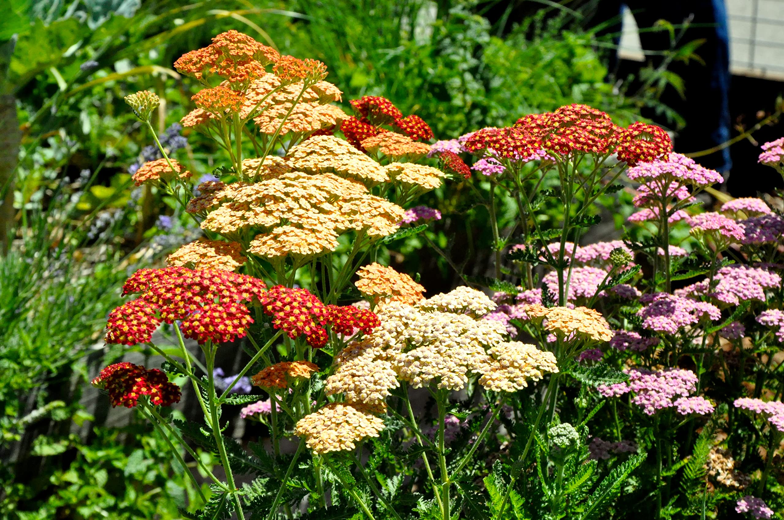 Non GMO Yarrow mix seeds