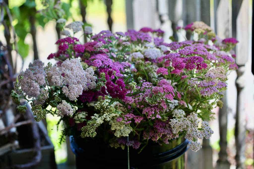 Ornamental Yarrow mix flowering plant