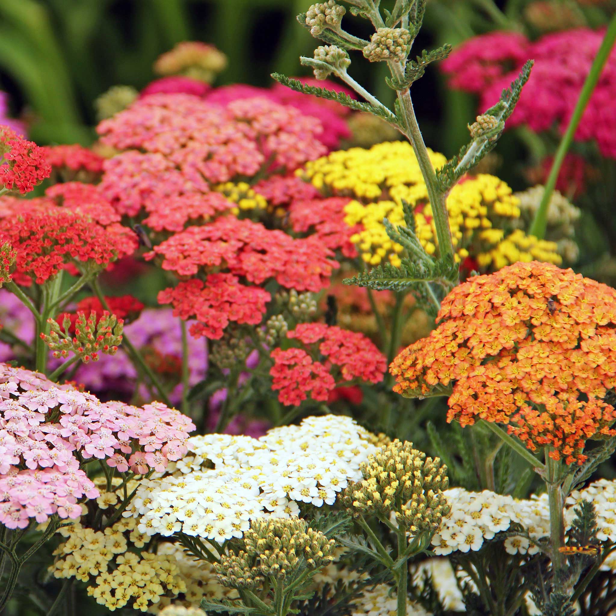 Yarrow planting seeds mix for flower garden