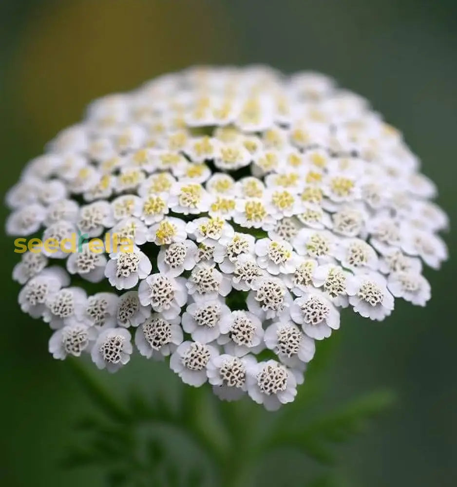 Non GMO yarrow flower seeds