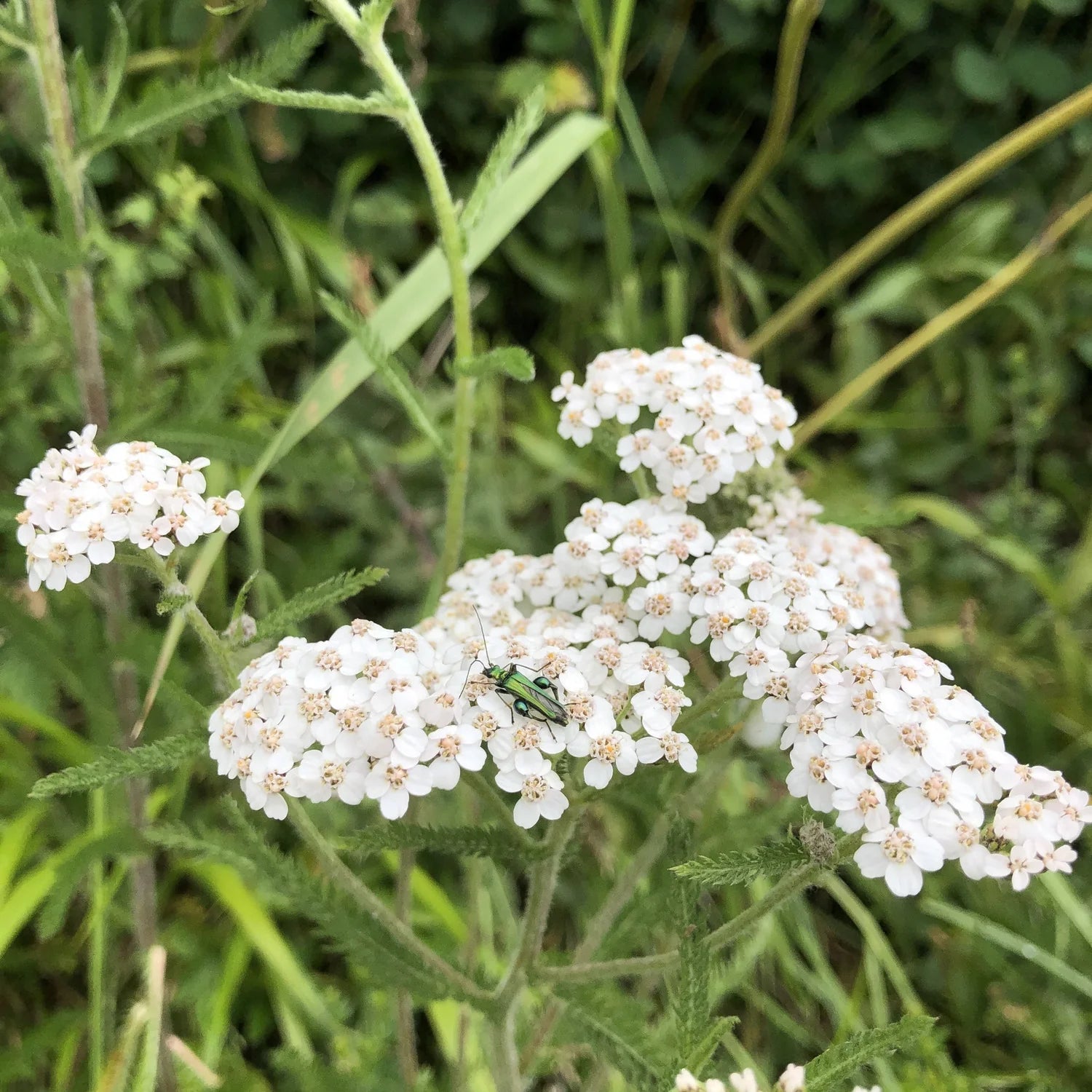 Non GMO white yarrow seeds