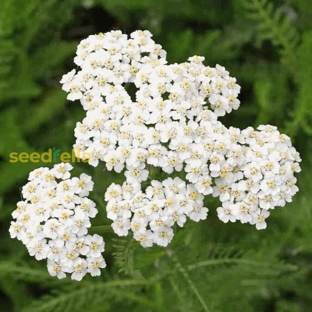 Yarrow flower seeds for garden planting