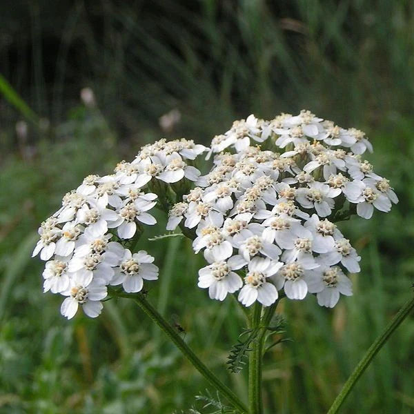 White yarrow seeds for planting