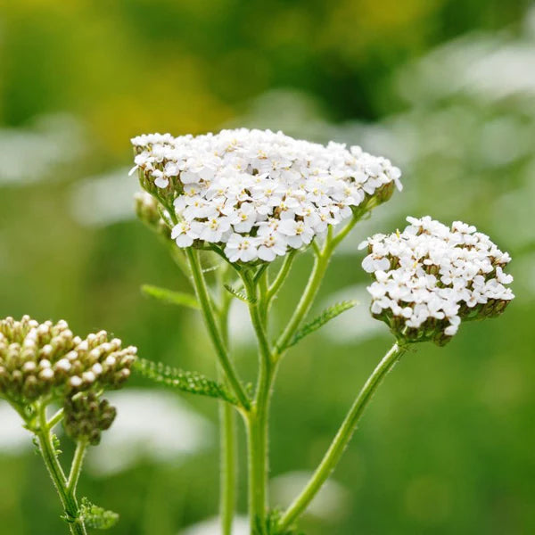 White yarrow flowering seeds for gardens