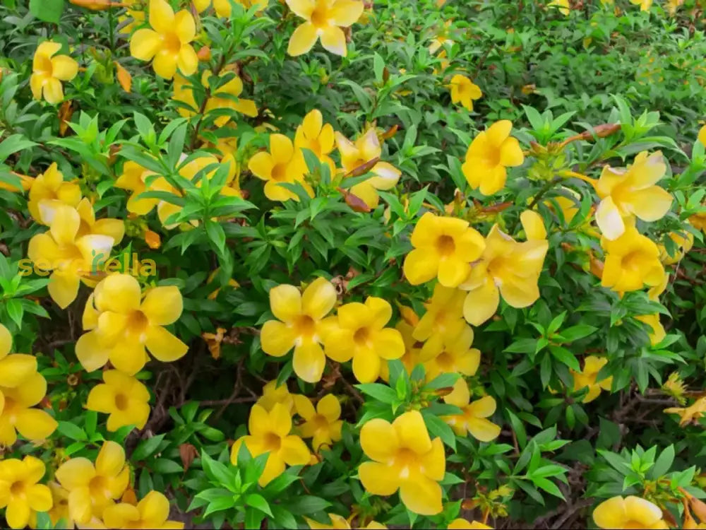 Ornamental Yellow Allamanda flowering vine