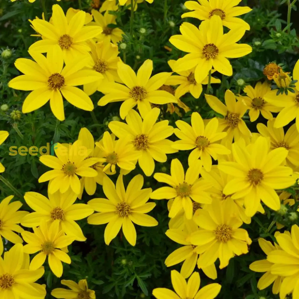 Ornamental Yellow Bidens flowering plant