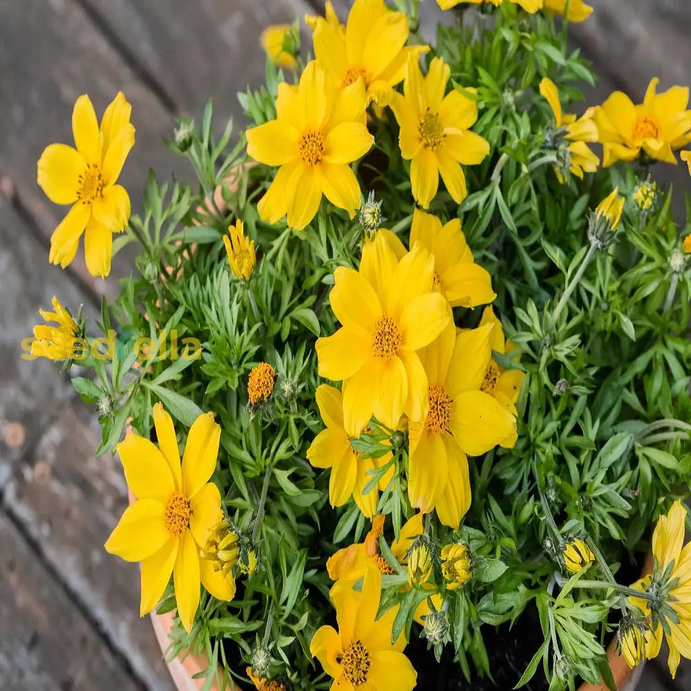 Yellow Bidens flower garden planting seeds