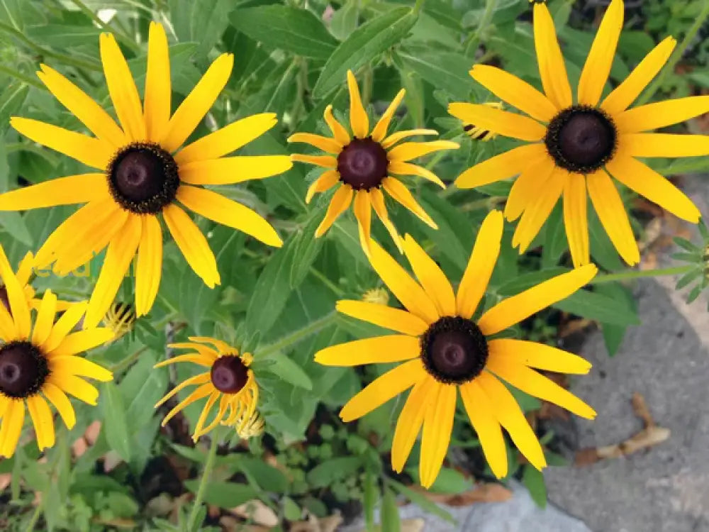 Ornamental Yellow Black-Eyed Susan flowering plant
