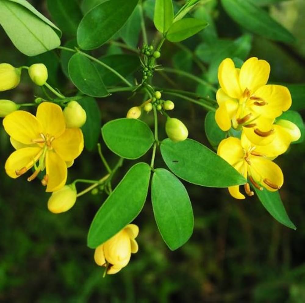 Non-GMO Cassia Tora seeds