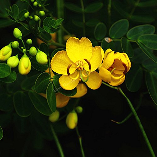 Ornamental Cassia Tora plant with yellow flowers