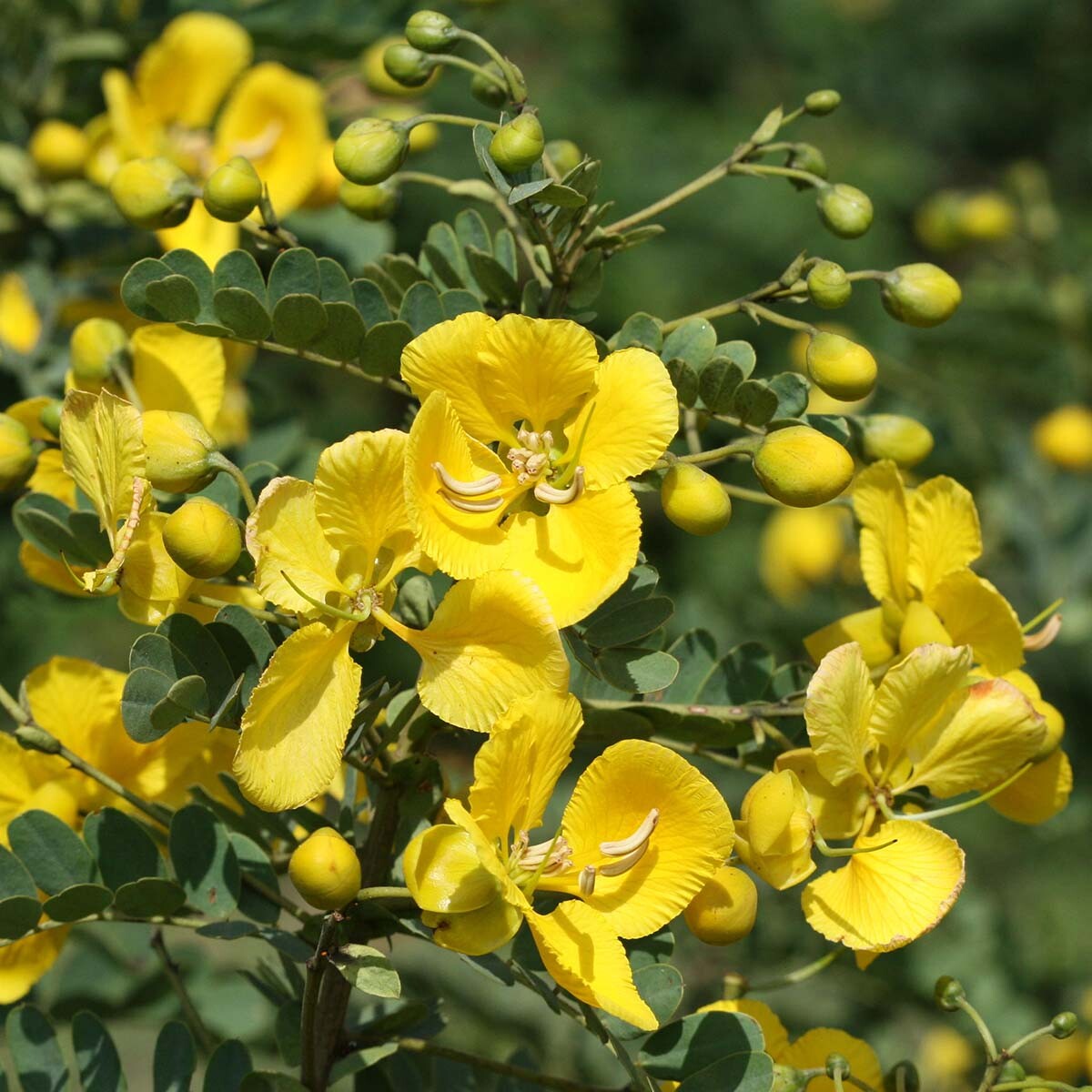 Yellow Cassia Tora flower seeds for planting