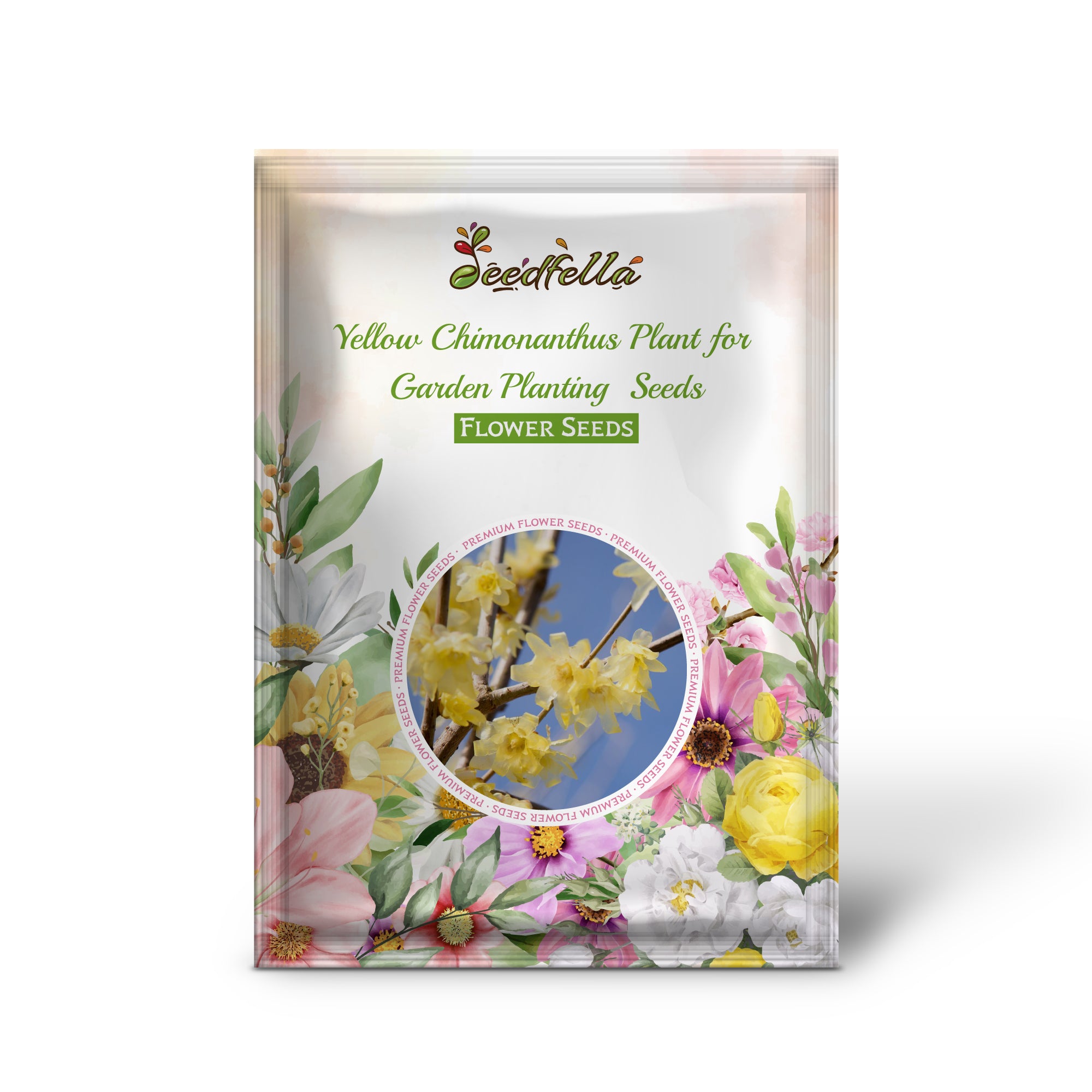 Yellow Chimonanthus flowers blooming in winter garden