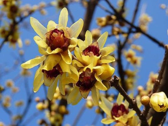Non GMO Yellow Chimonanthus Praecox seeds