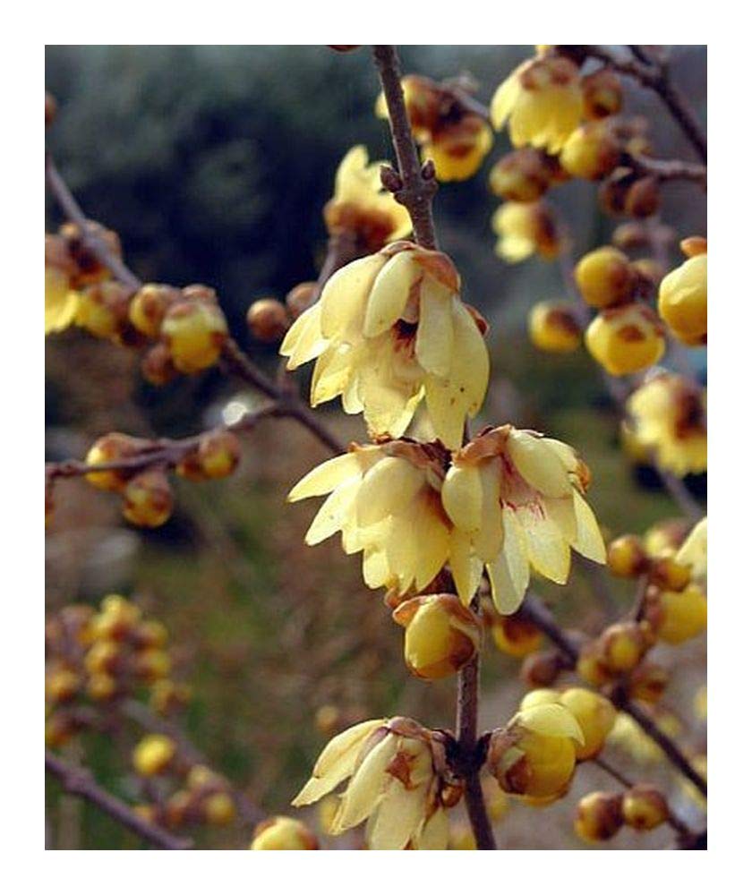 Ornamental Yellow Chimonanthus flowering shrub