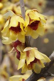 Ornamental Yellow Chimonanthus shrub