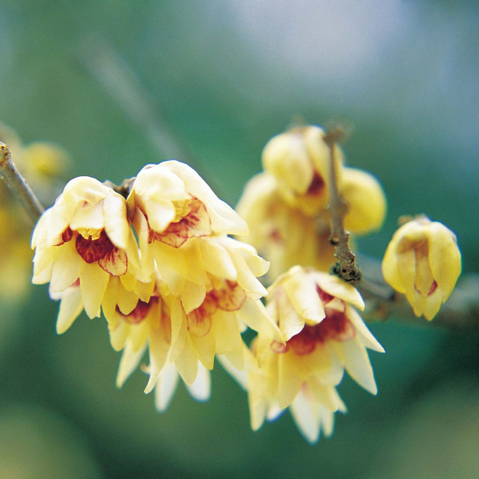 Yellow Chimonanthus Praecox flower seeds for planting