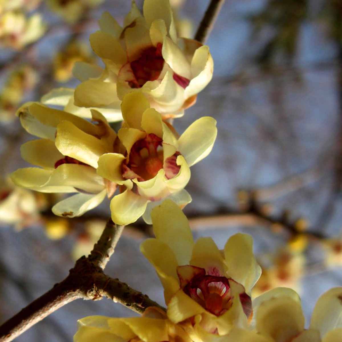 Yellow Chimonanthus plant seeds for garden planting