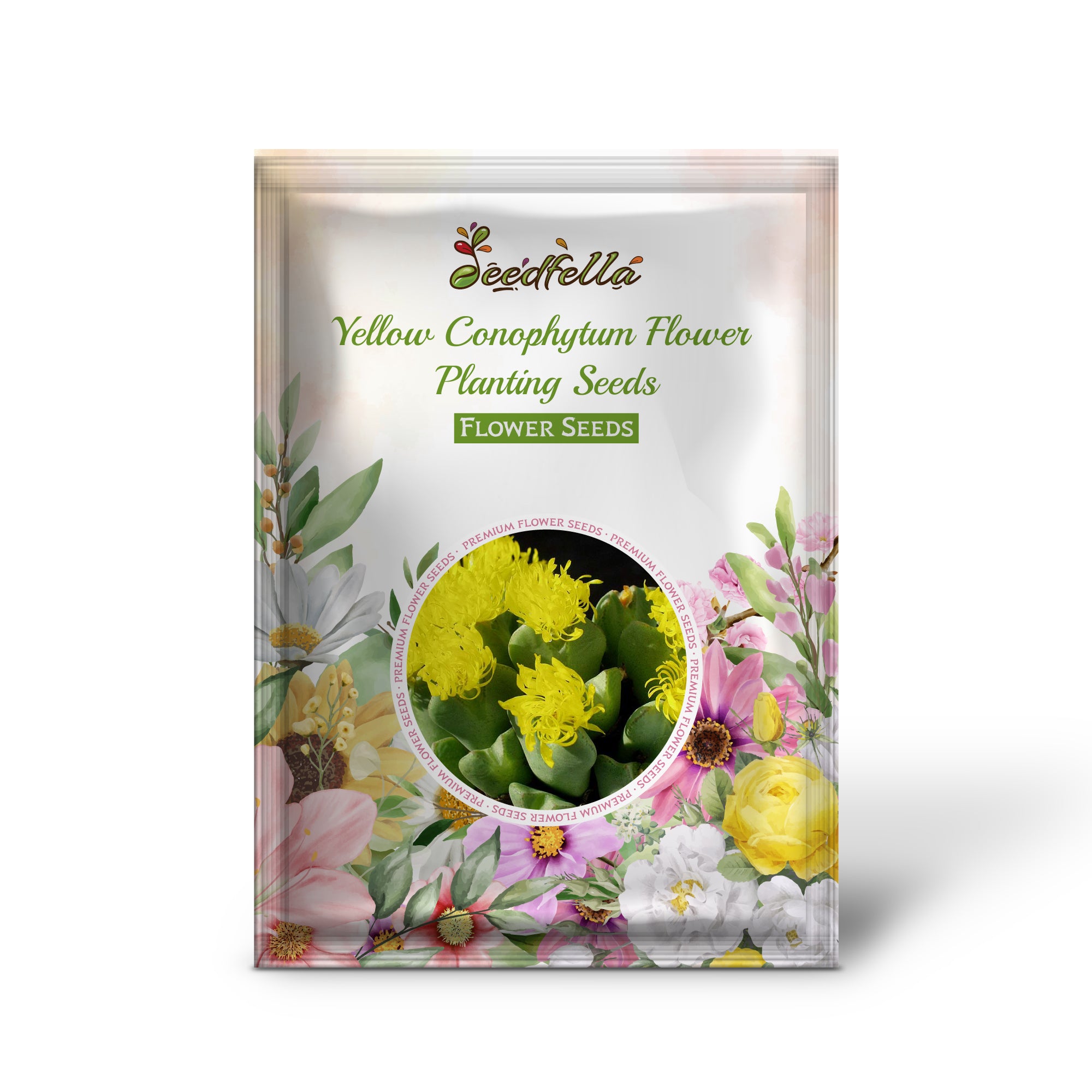 Yellow Conophytum flowers blooming