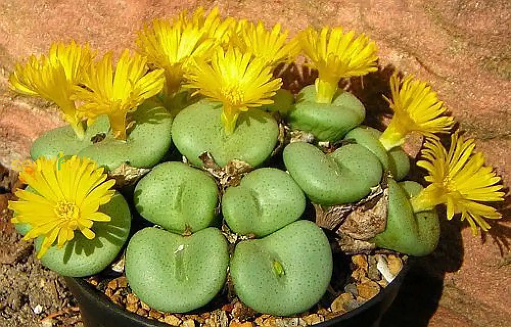 Non GMO Yellow Conophytum seeds