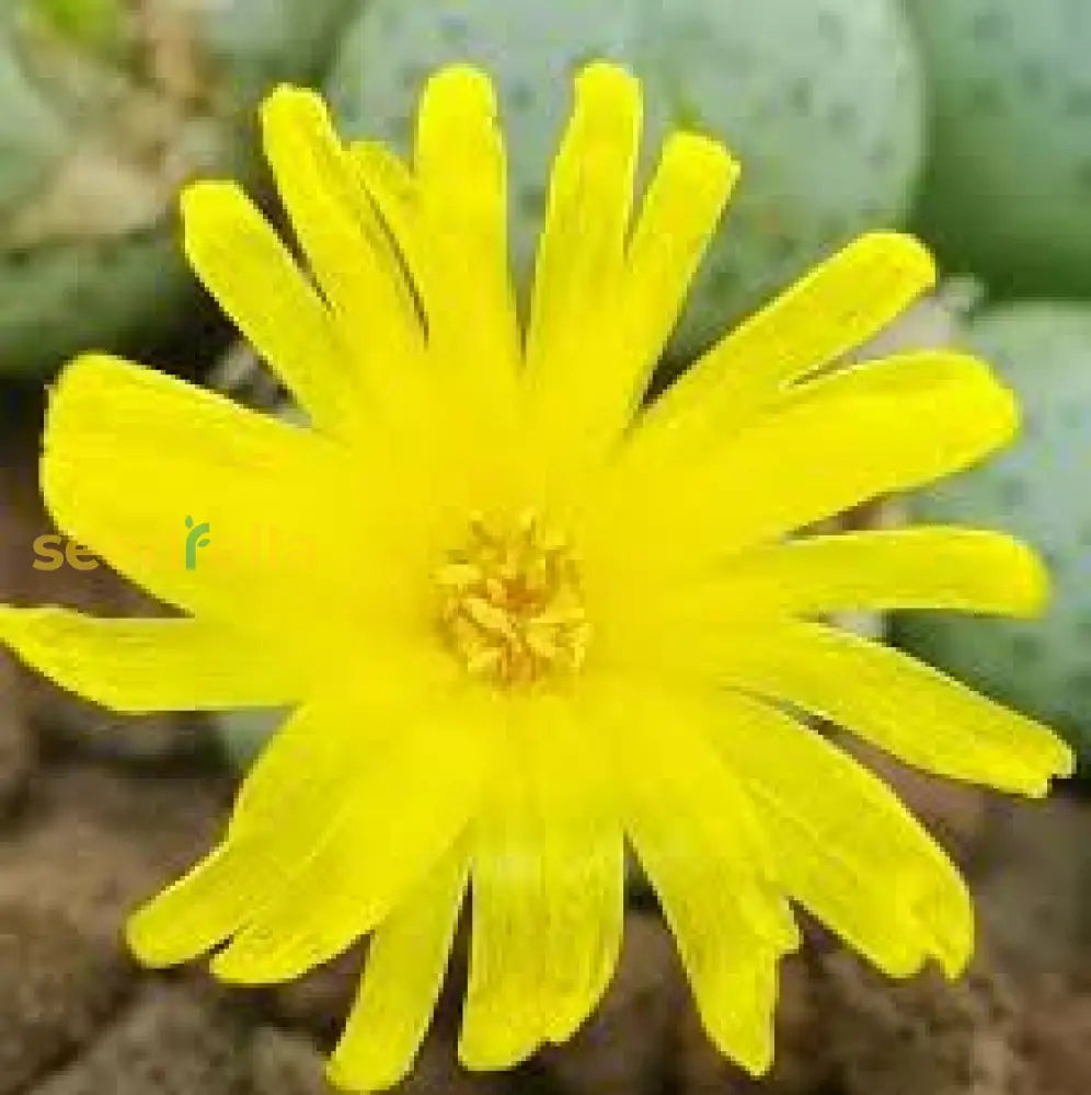 Ornamental Yellow Conophytum succulent plant