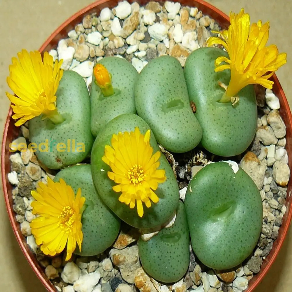 Yellow Conophytum flower planting seeds