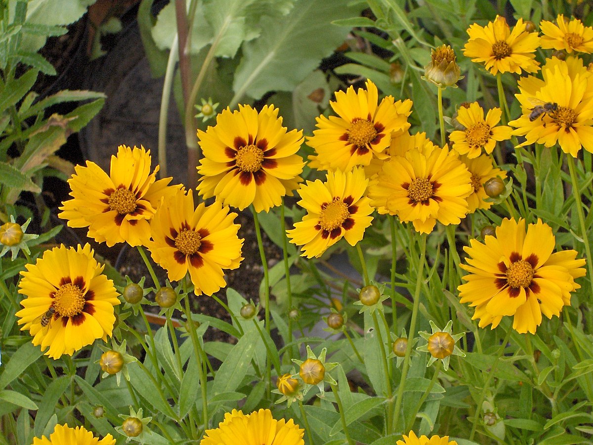 High germination Yellow Coreopsis Lance seeds
