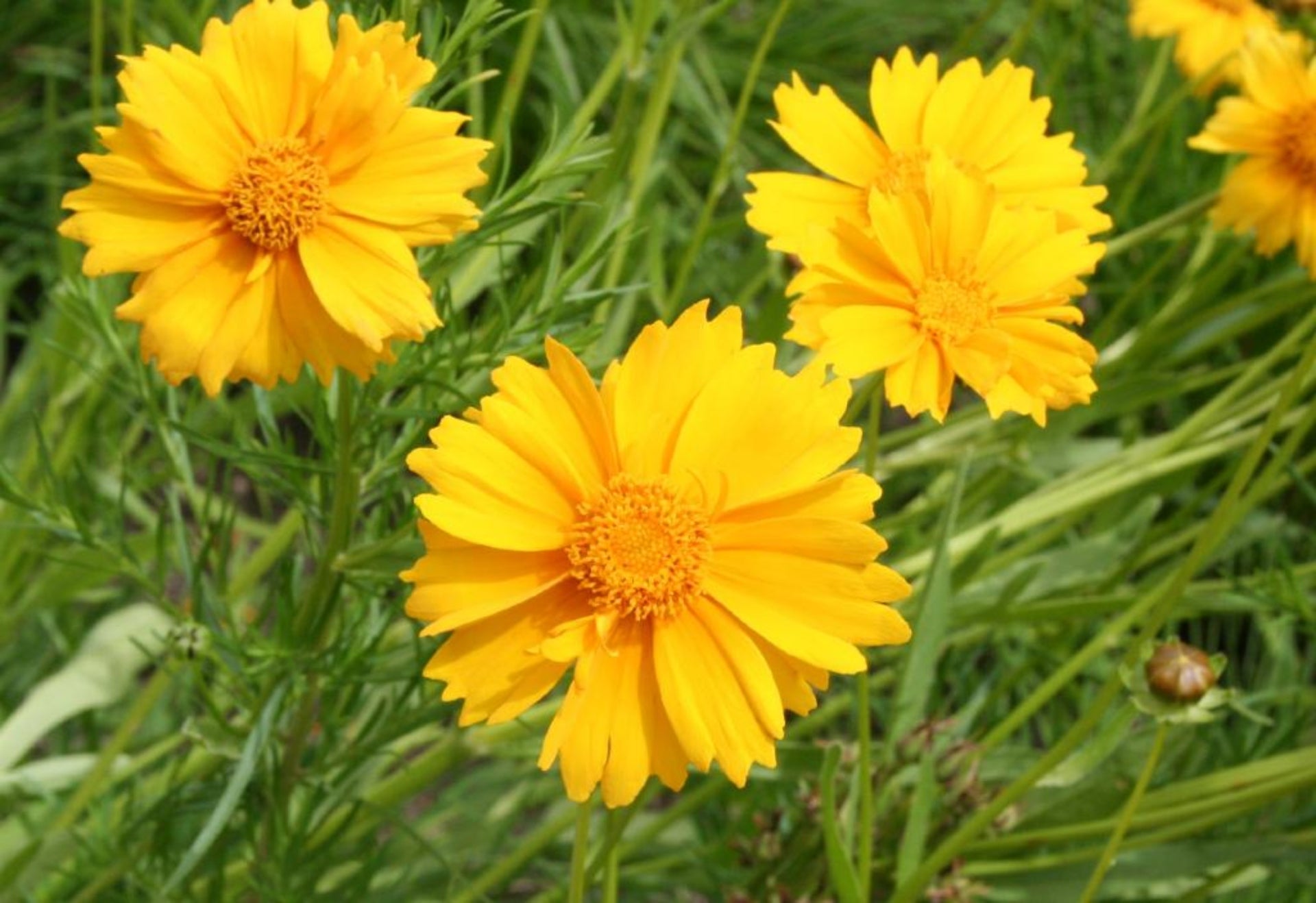 Non GMO Yellow Coreopsis Lance flower seeds