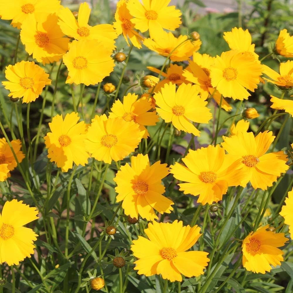 Ornamental Yellow Coreopsis Lance for gardens