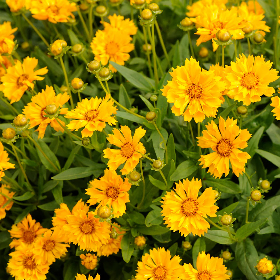 Yellow Coreopsis Lance in pollinator garden