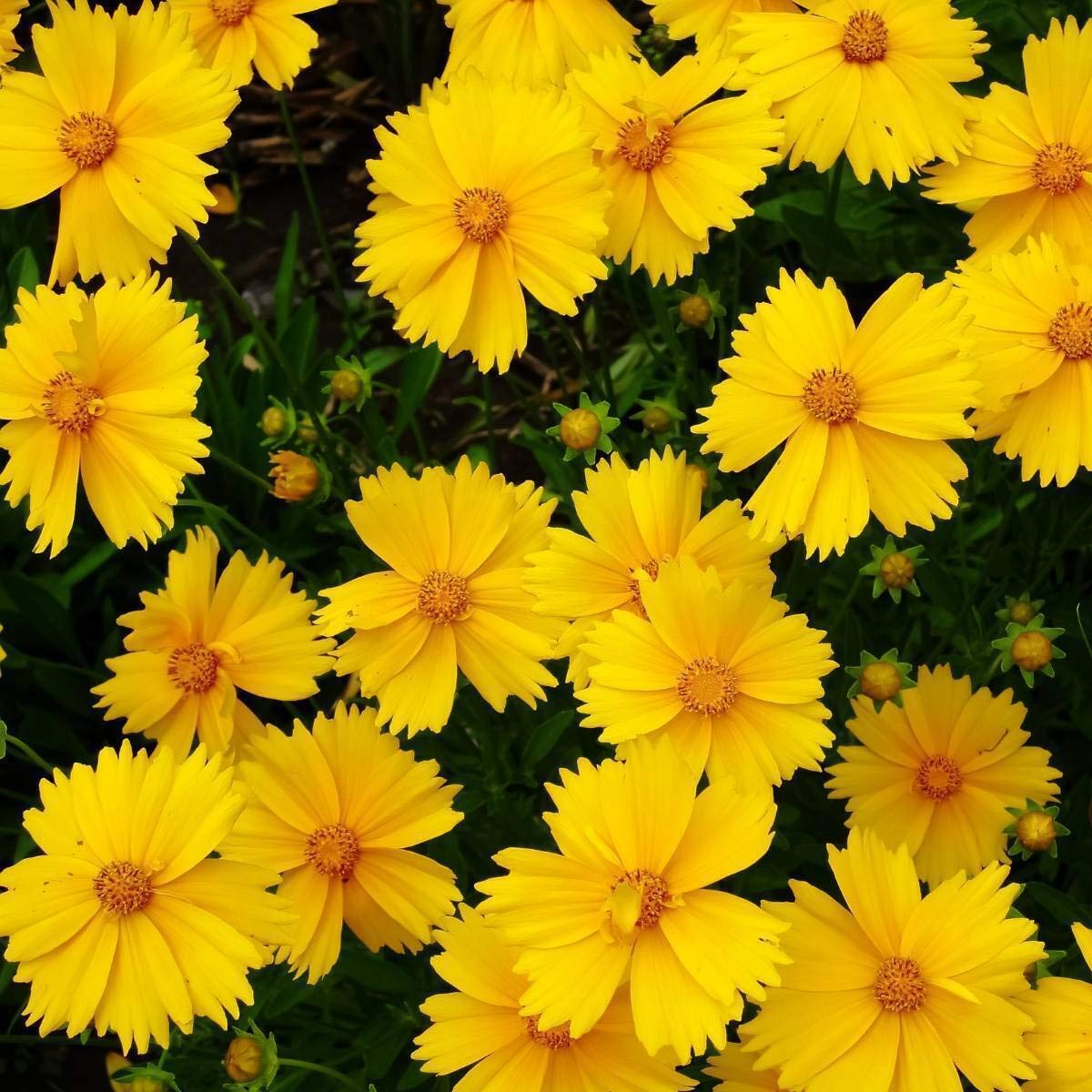 Non GMO Yellow Coreopsis flower seeds