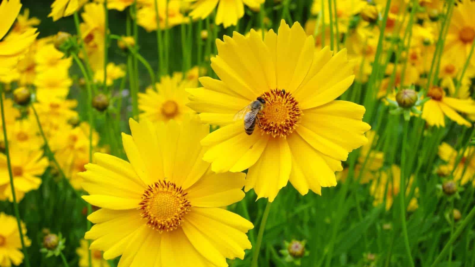 Ornamental Yellow Coreopsis for gardens
