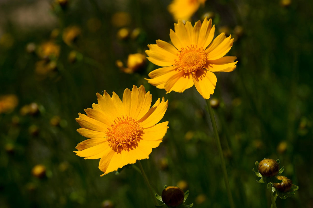 Yellow Coreopsis in pollinator garden