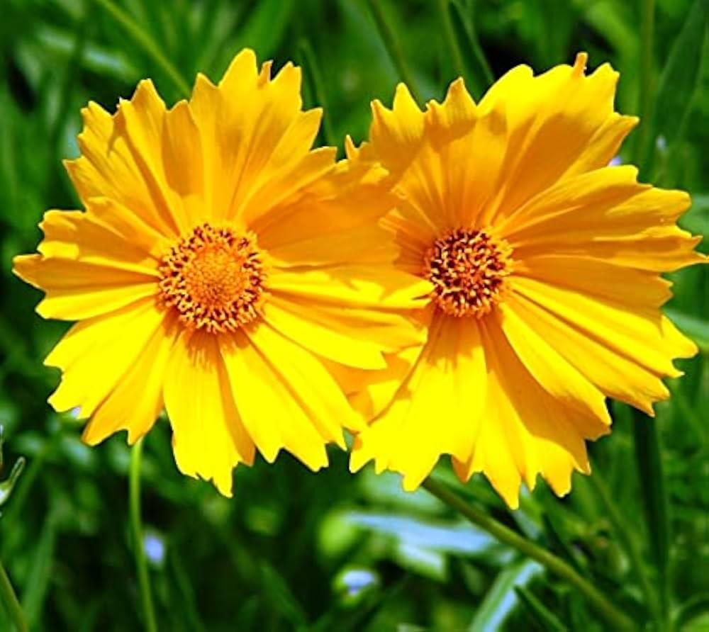 Yellow Coreopsis flower seeds for planting