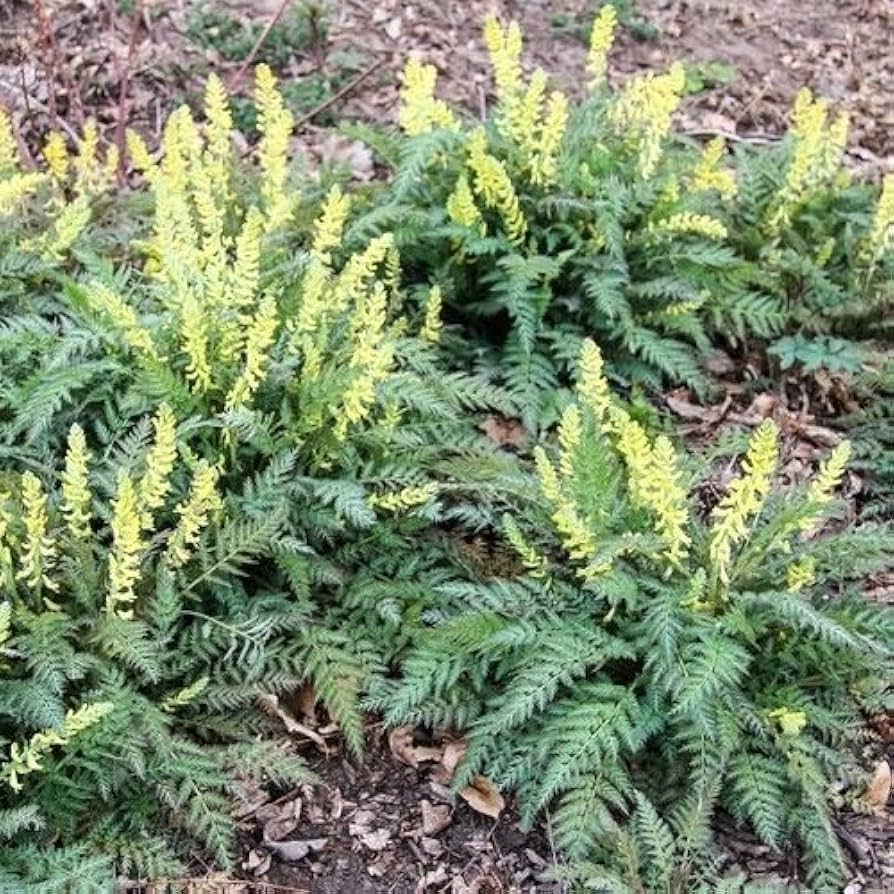 Yellow Corydalis flowers blooming in garden