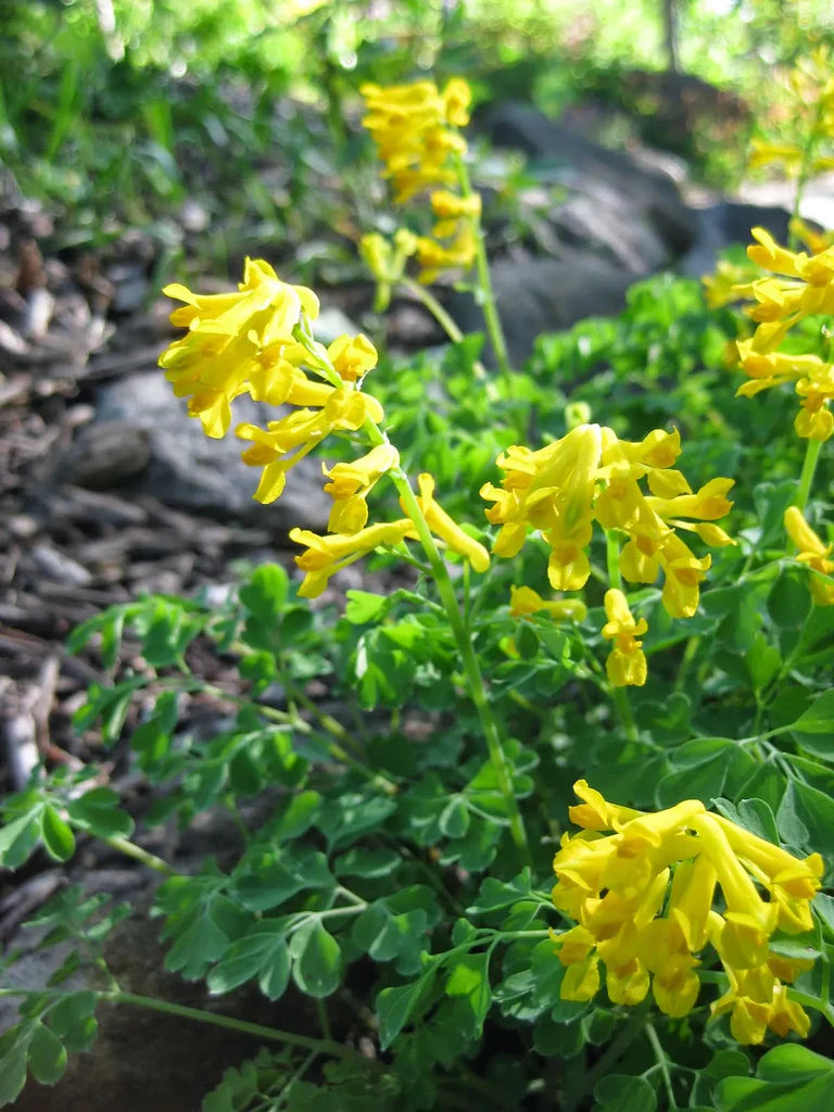 Non GMO Yellow Corydalis Manchu flower seeds