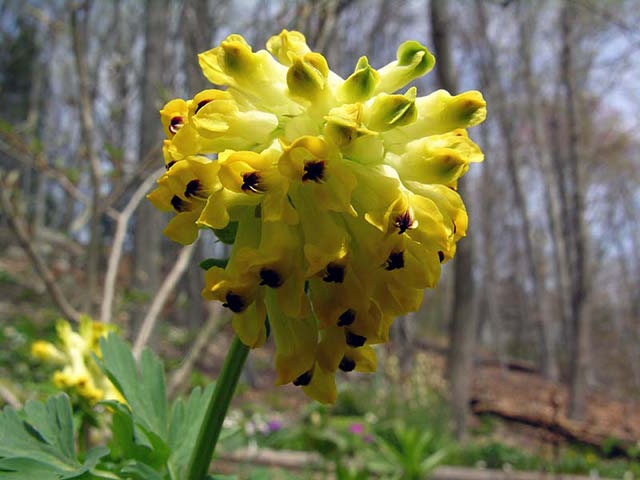 Ornamental Yellow Corydalis Manchu for gardens