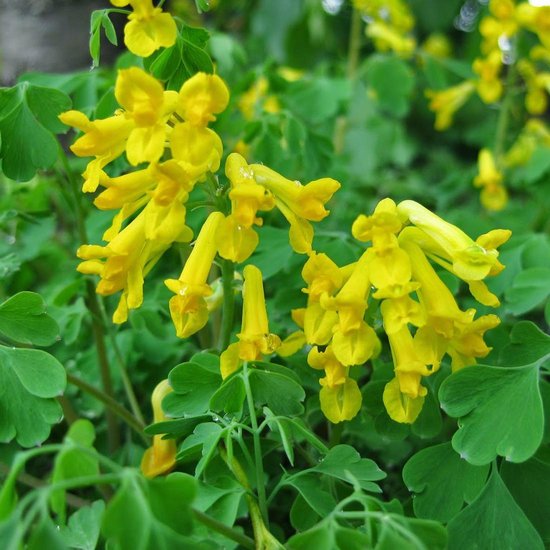Yellow Corydalis Manchu Flower seeds for planting