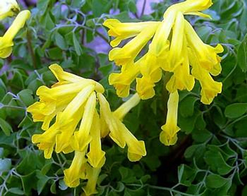 Yellow Corydalis Manchu in shaded garden