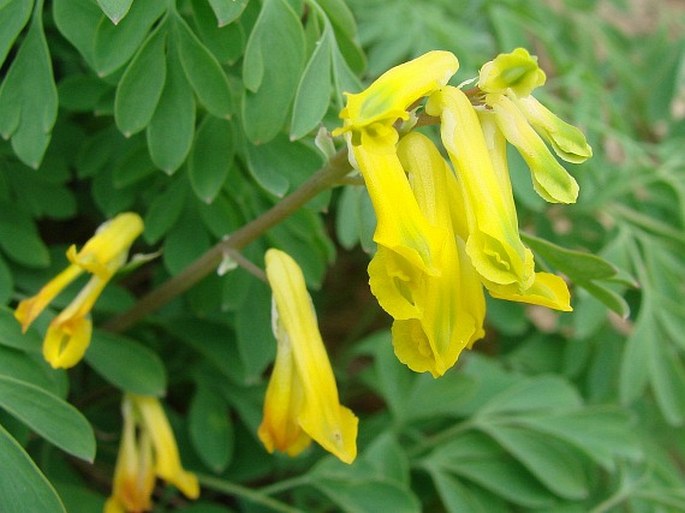 Non GMO Yellow Corydalis seeds