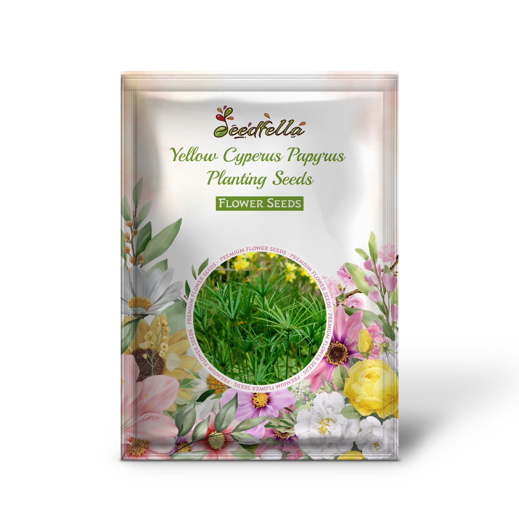 Yellow Cyperus Papyrus plant growing in garden