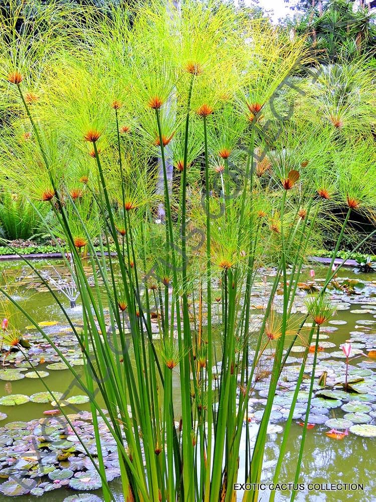 Non GMO Yellow Cyperus Papyrus seeds