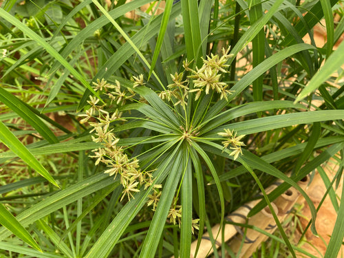 Ornamental Yellow Cyperus Papyrus foliage plant