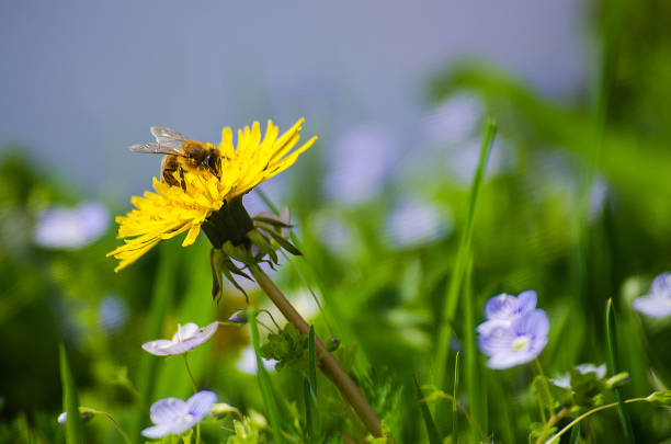 Non GMO Yellow Dandelion seeds