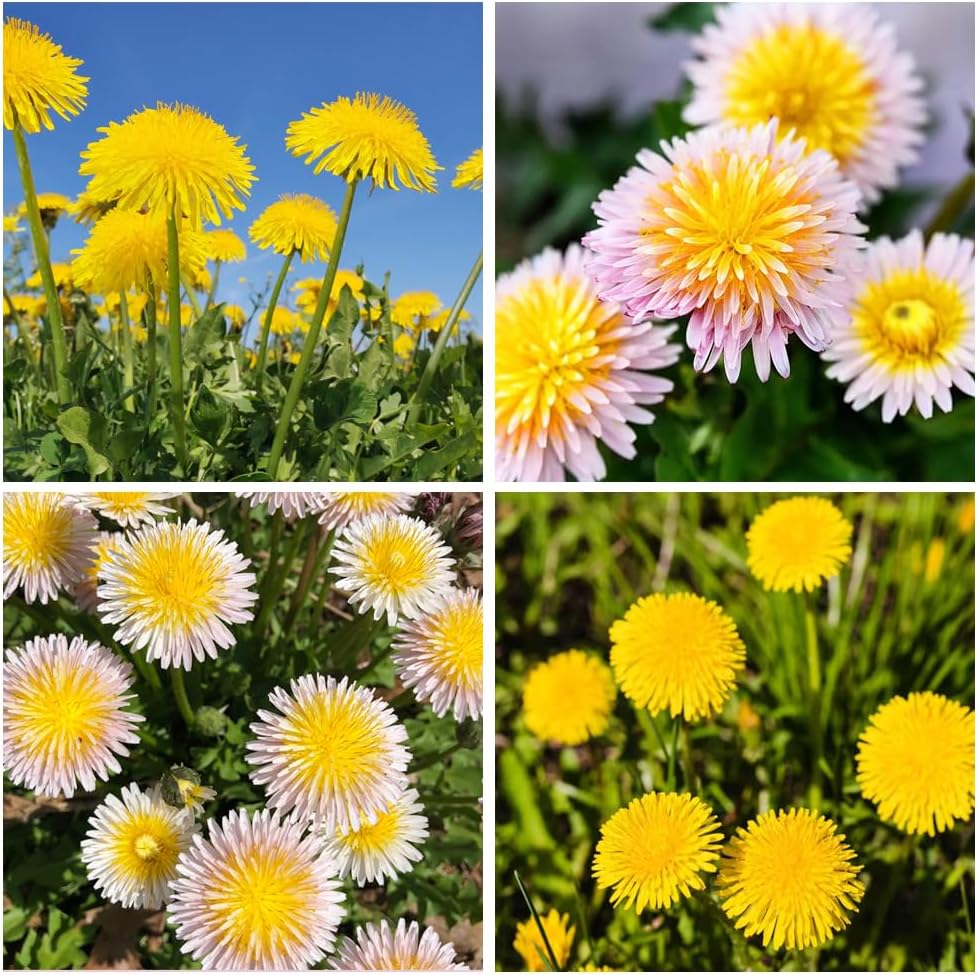 Ornamental Yellow Dandelion flowering plant