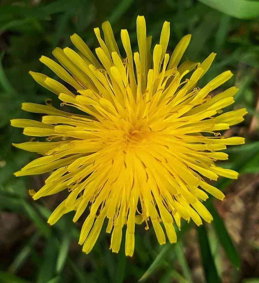 Yellow Dandelion planting seeds for easy growing