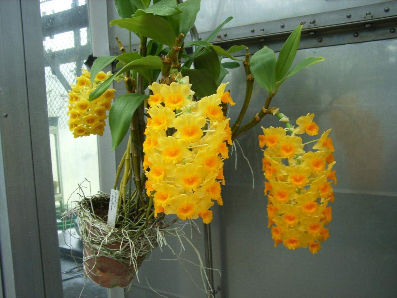 Yellow Densiflorum used as border plant