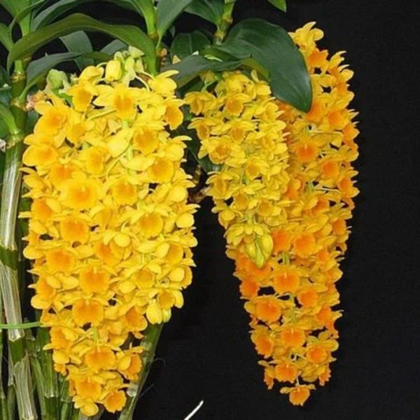 Ornamental Yellow Densiflorum flowering plant